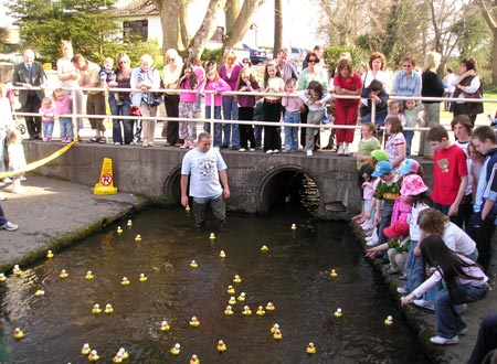 Colman watches as the more laggardly ducks trail in.