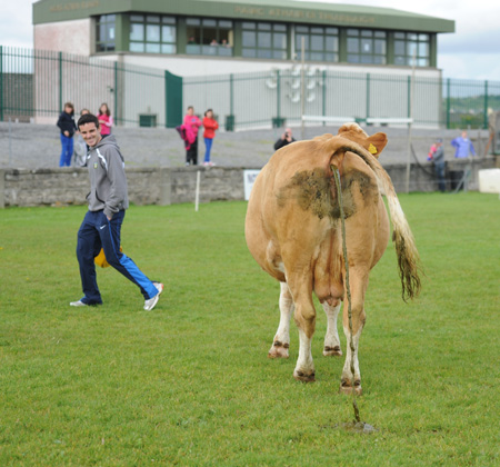 Scenes from Aodh Ruadh family fun day.