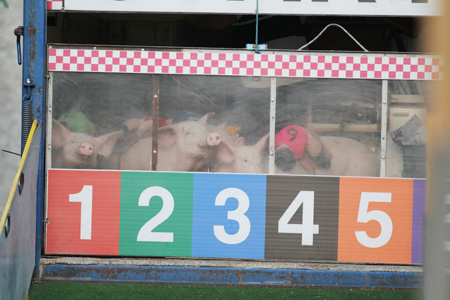 Some shots from the 2011 Ballyshannon pig races.