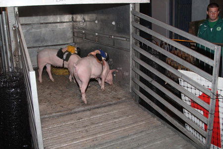 Some shots from the 2011 Ballyshannon pig races.